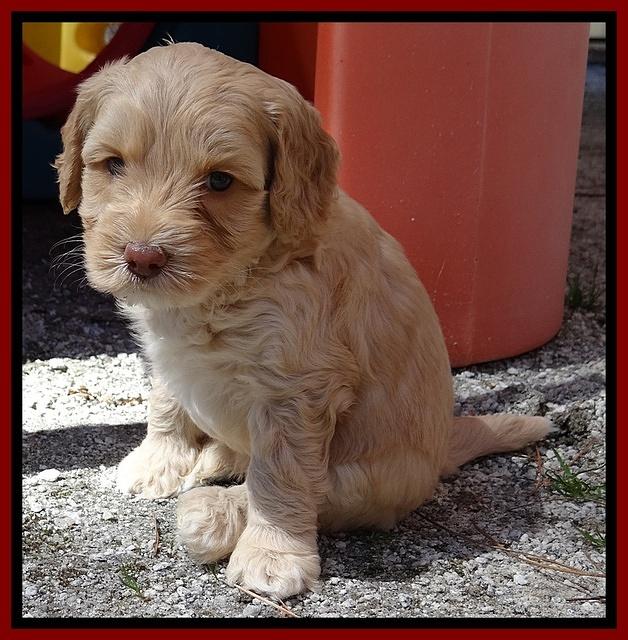 Sky Reagan pups 5 wks old 242
