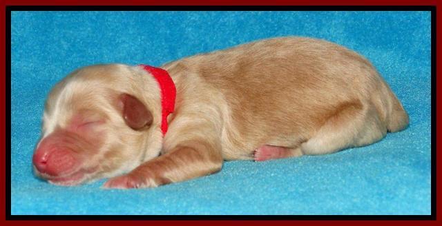 Sky Reagan pups Newborn 241