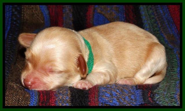 Sky Reagan pups 1 wk old 211