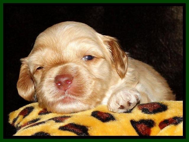 Sky Reagan pups 3 wks old 181