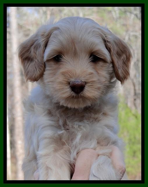 Sky Reagan pups 6 wks old 241