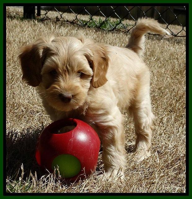 Sky Reagan pups 7 wks old 341