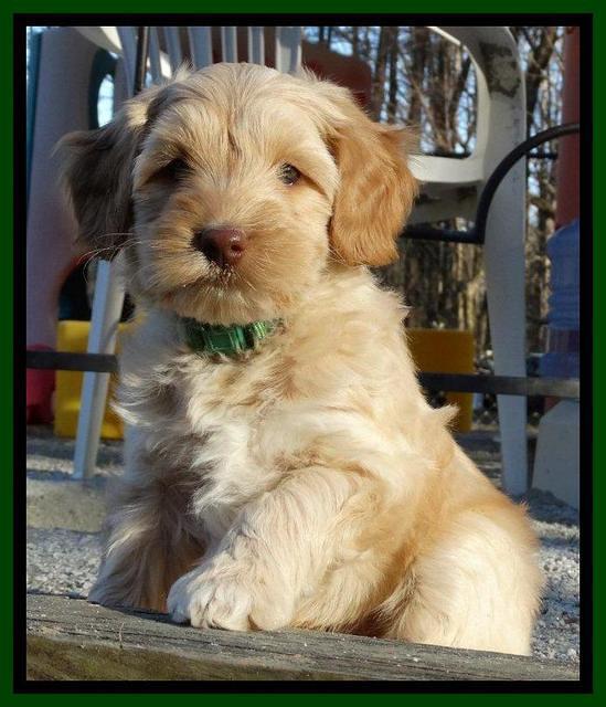 Sky Reagan pups 7 wks old 371