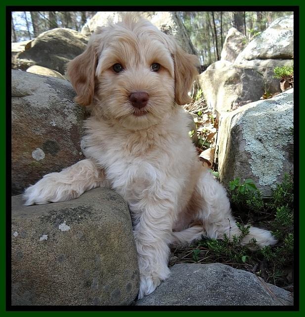 Sky Reagan pups 8 wks old 181