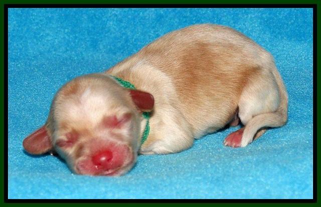 Sky Reagan pups Newborn 221