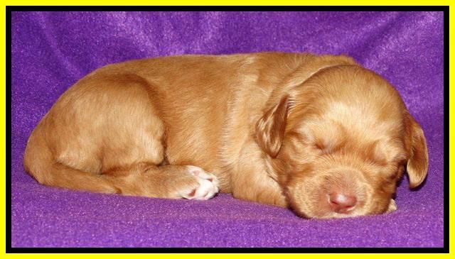 Sky Reagan pups 2 wk old 261