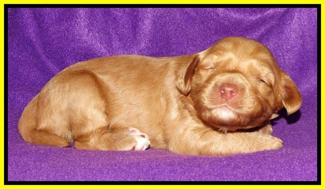 Sky Reagan pups 2 wk old 271