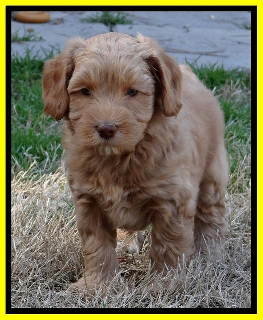 Sky Reagan pups 6 wks old 291