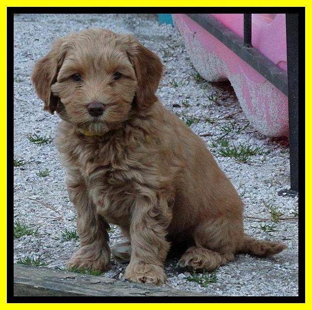 Sky Reagan pups 7 wks old 391