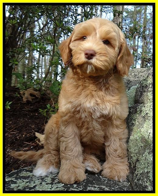 Sky Reagan pups 9 wks old 11