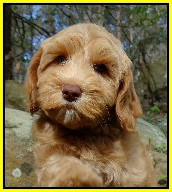 Sky Reagan pups 9 wks old 31