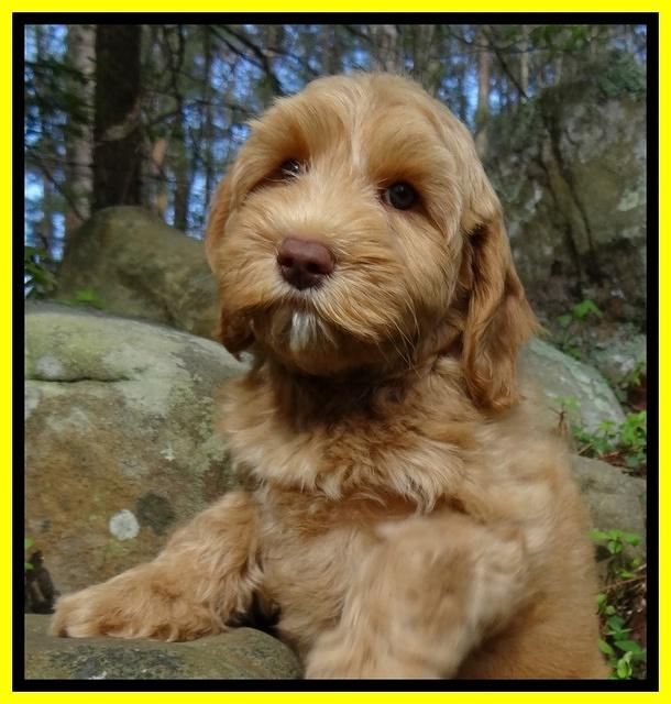 Sky Reagan pups 9 wks old 51