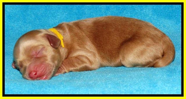 Sky Reagan pups Newborn 271