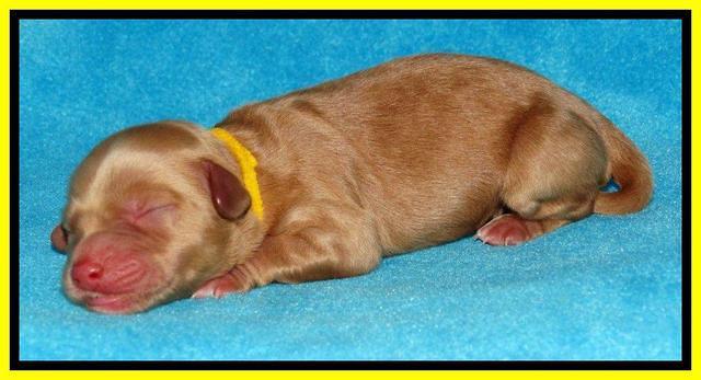 Sky Reagan pups Newborn 281