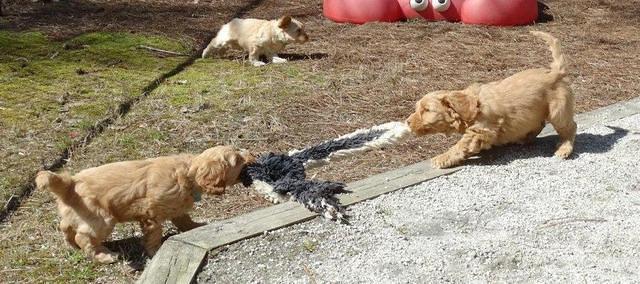 Sky Reagan pups 7 wks old 481