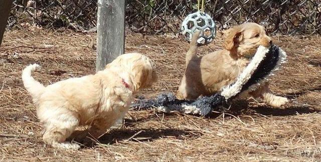 Sky Reagan pups 7 wks old 491