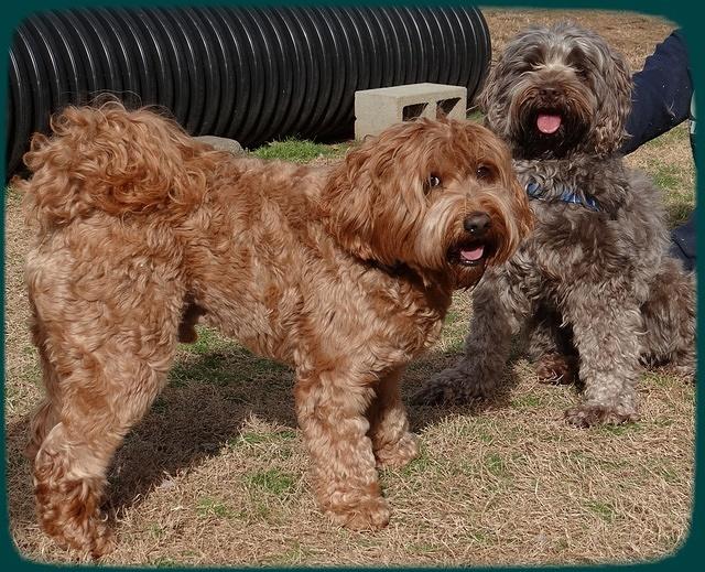 Maizie honeymmon 008