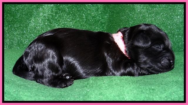 Mazie Blaze pups 1 wk old 11
