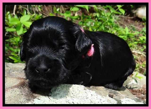 Mazie Blaze pups 2 wks old 21