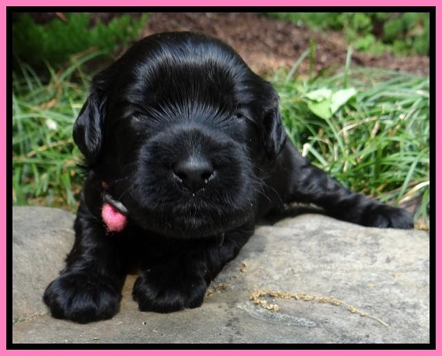 Mazie Blaze pups 2 wks old 31