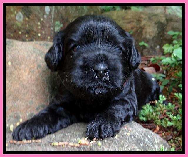 Mazie Blaze pups 3 wks old 11