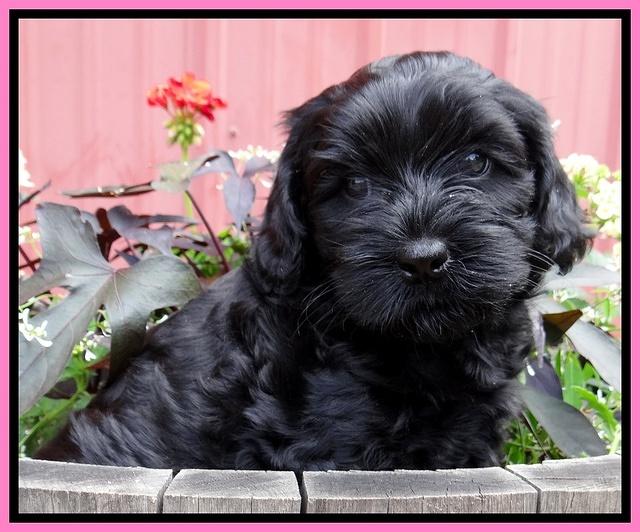 Mazie Blaze pups 6 wks old 31