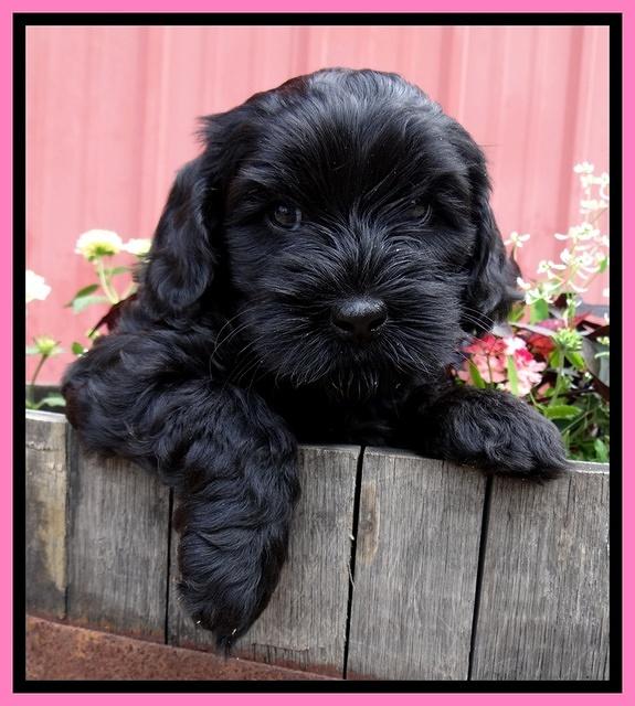 Mazie Blaze pups 6 wks old 51