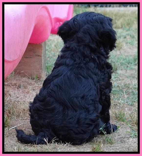Mazie Blaze pups 7 weeks old 11