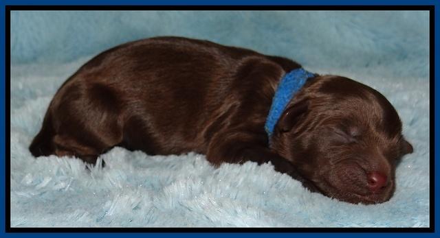 Mazie Blaze pups 1 day old 31