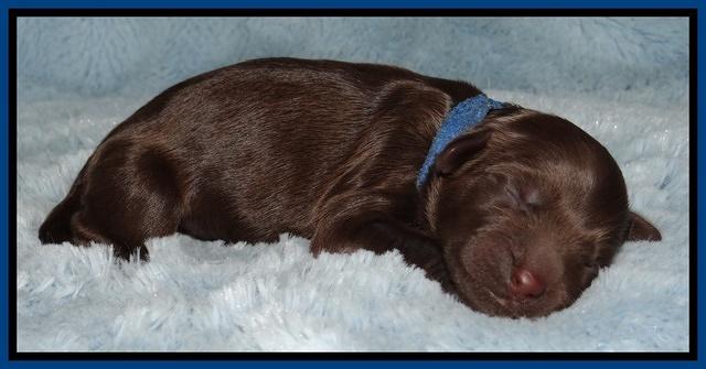 Mazie Blaze pups 1 day old 41
