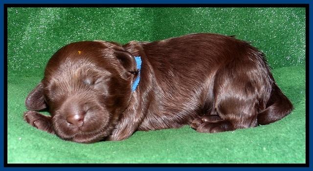 Mazie Blaze pups 1 wk old 51