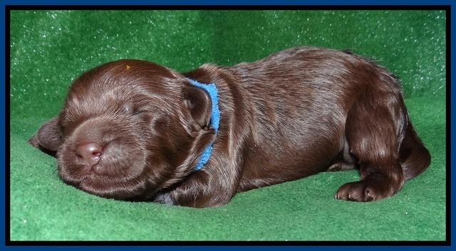 Mazie Blaze pups 1 wk old 61