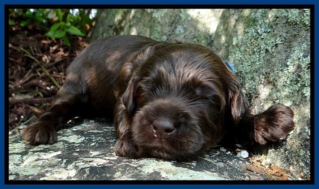 Mazie Blaze pups 2 wks old 51