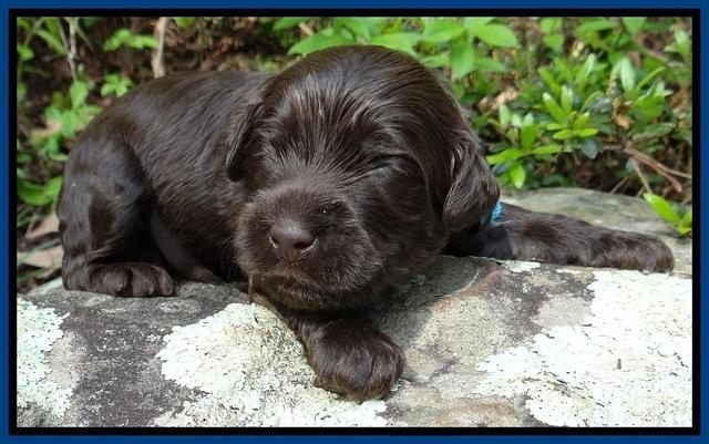 Mazie Blaze pups 2 wks old 61