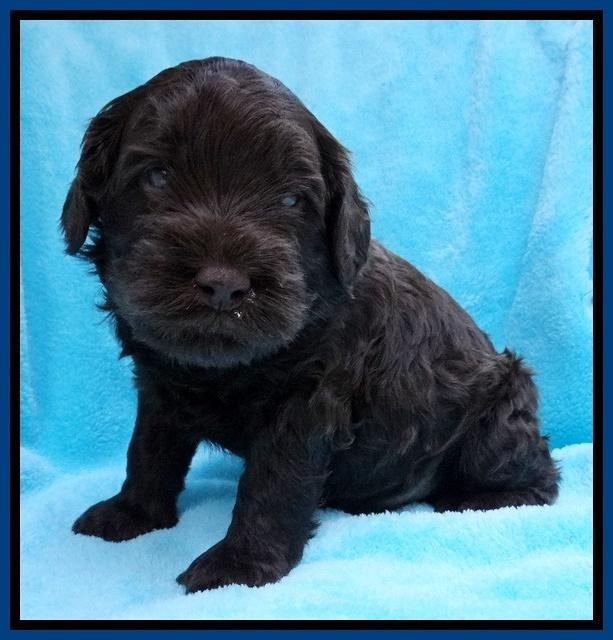 Mazie Blaze pups 4 wks old 61