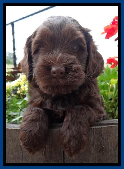 Mazie Blaze pups 6 wks old 101