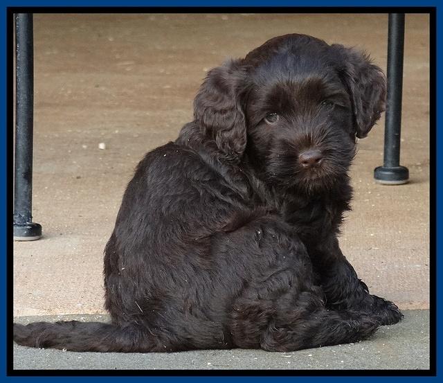 Mazie Blaze pups 6 wks old 91