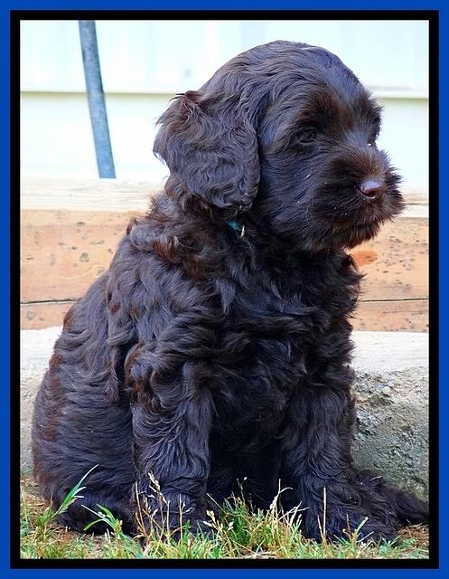 Mazie Blaze pups 7 weeks old 71