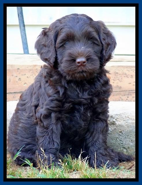 Mazie Blaze pups 7 weeks old 81