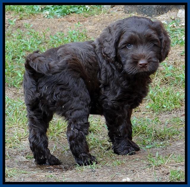 Mazie Blaze pups 7 weeks old 91