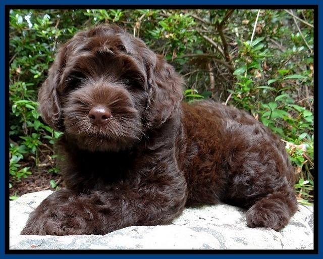 Mazie Blaze pups 8 weeks old  520