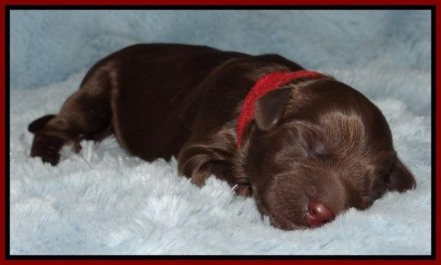 Mazie Blaze pups 1 day old 51