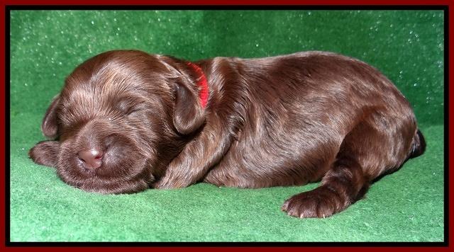 Mazie Blaze pups 1 wk old 71