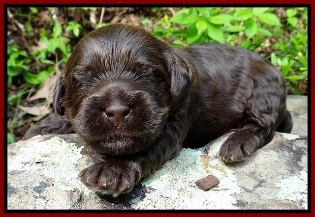 Mazie Blaze pups 2 wks old 81