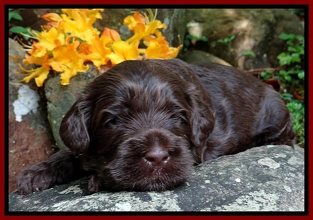 Mazie Blaze pups 3 wks old 121