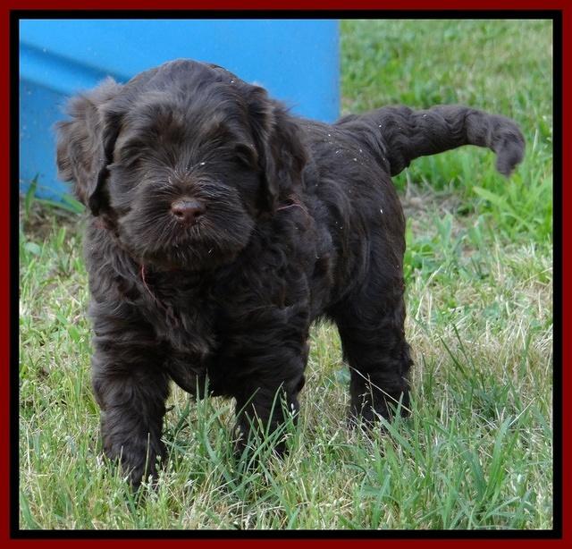 Mazie Blaze pups 5 wks old 1122