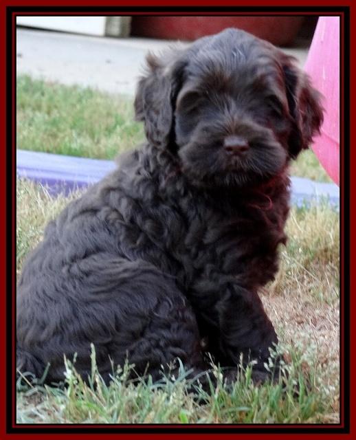 Mazie Blaze pups 5 wks old 1422