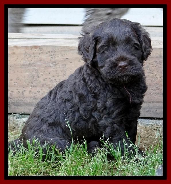 Mazie Blaze pups 5 wks old 43