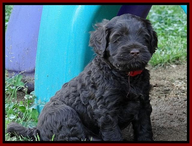 Mazie Blaze pups 5 wks old 53