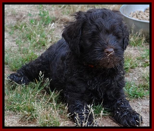 Mazie Blaze pups 7 weeks old 101